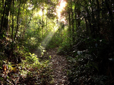 reserva-de-tijuca-parque-nacional